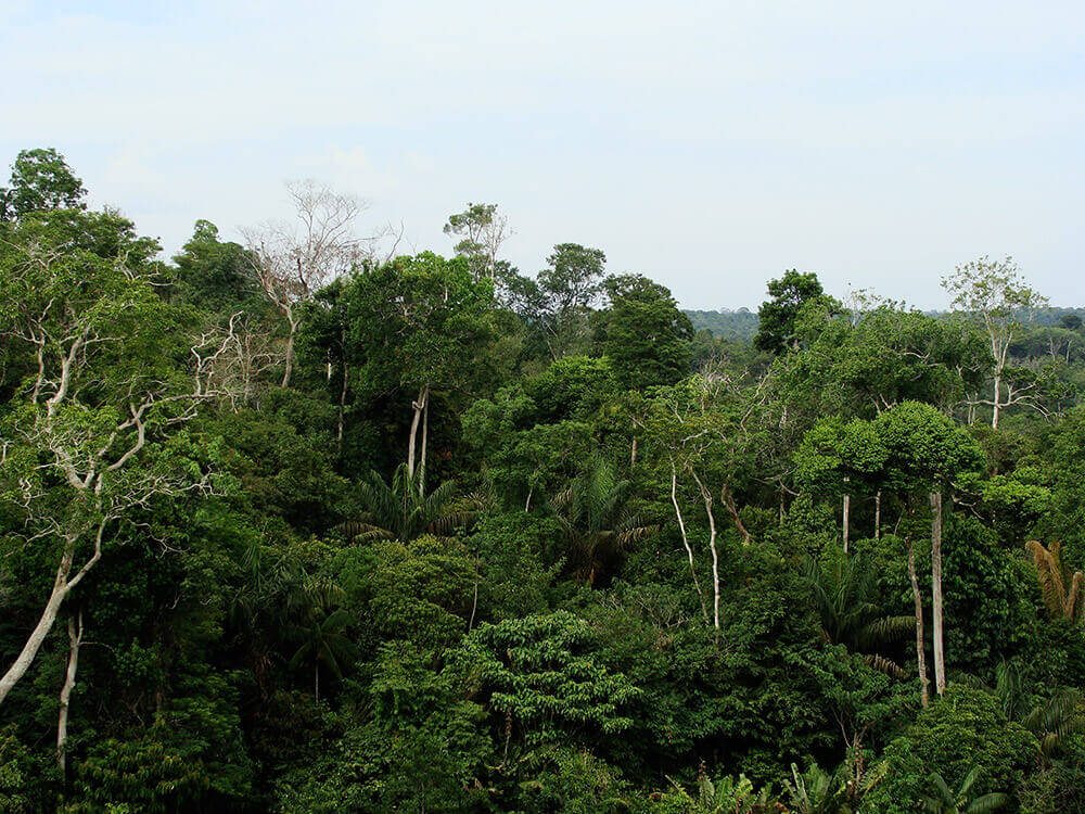 rainforest-canopy